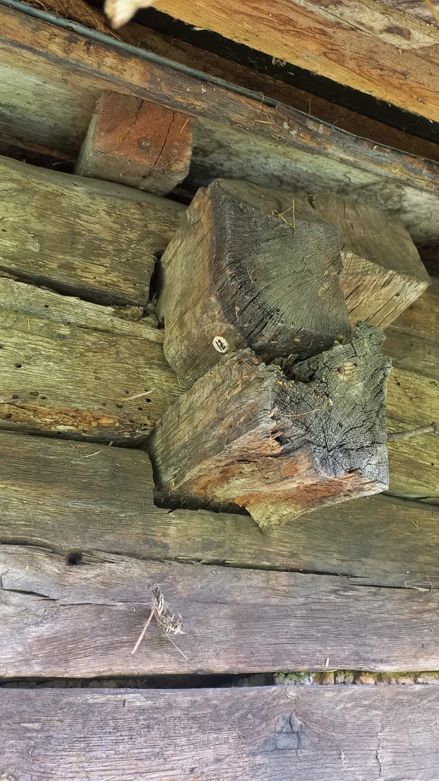 Seria dendrocronologică a stejarului, pentru datarea patrimoniului cultural din lemn, pentru Câmpia de Vest – Asociația Biserici Înlemnite