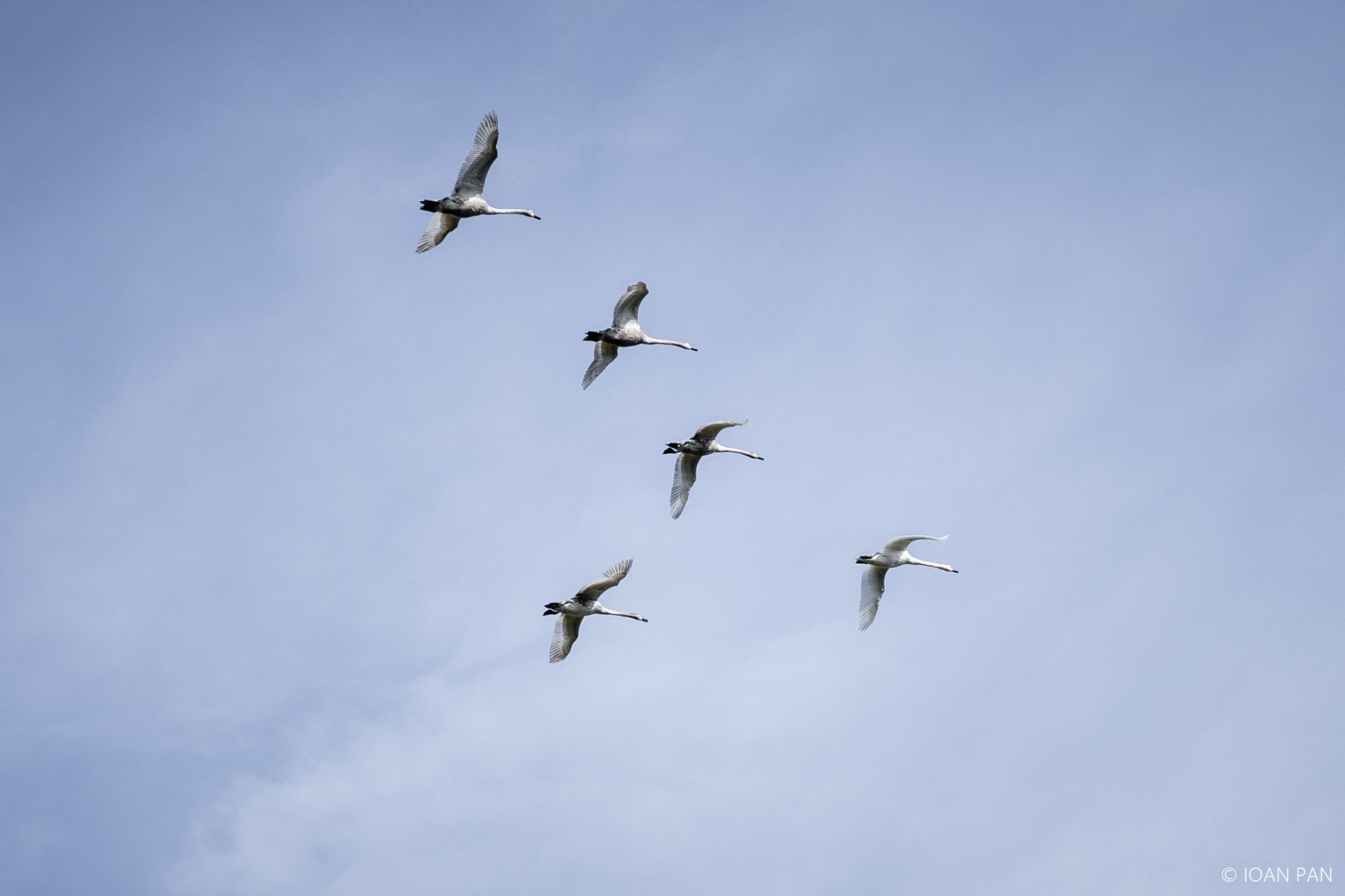 Consiliul Apei. Platformă de discuții deschisă pentru abordarea integrată a culoarului Someșului la nivel metropolitan – Asociația MiniMASS